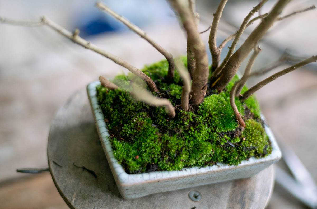 Shohin Bonsai forest creation