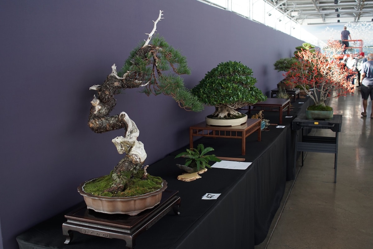 Pacific Bonsai Exhibition 2022