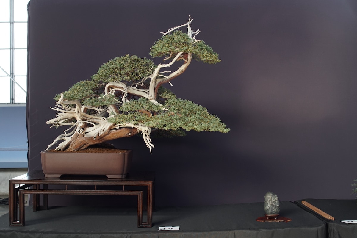 Pacific Bonsai Exhibition 2022