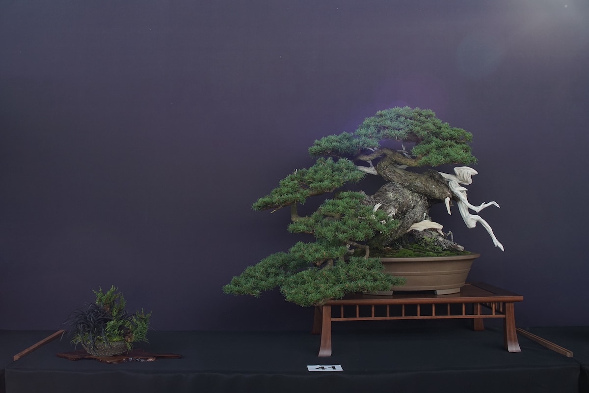 Pacific Bonsai Exhibition 2022