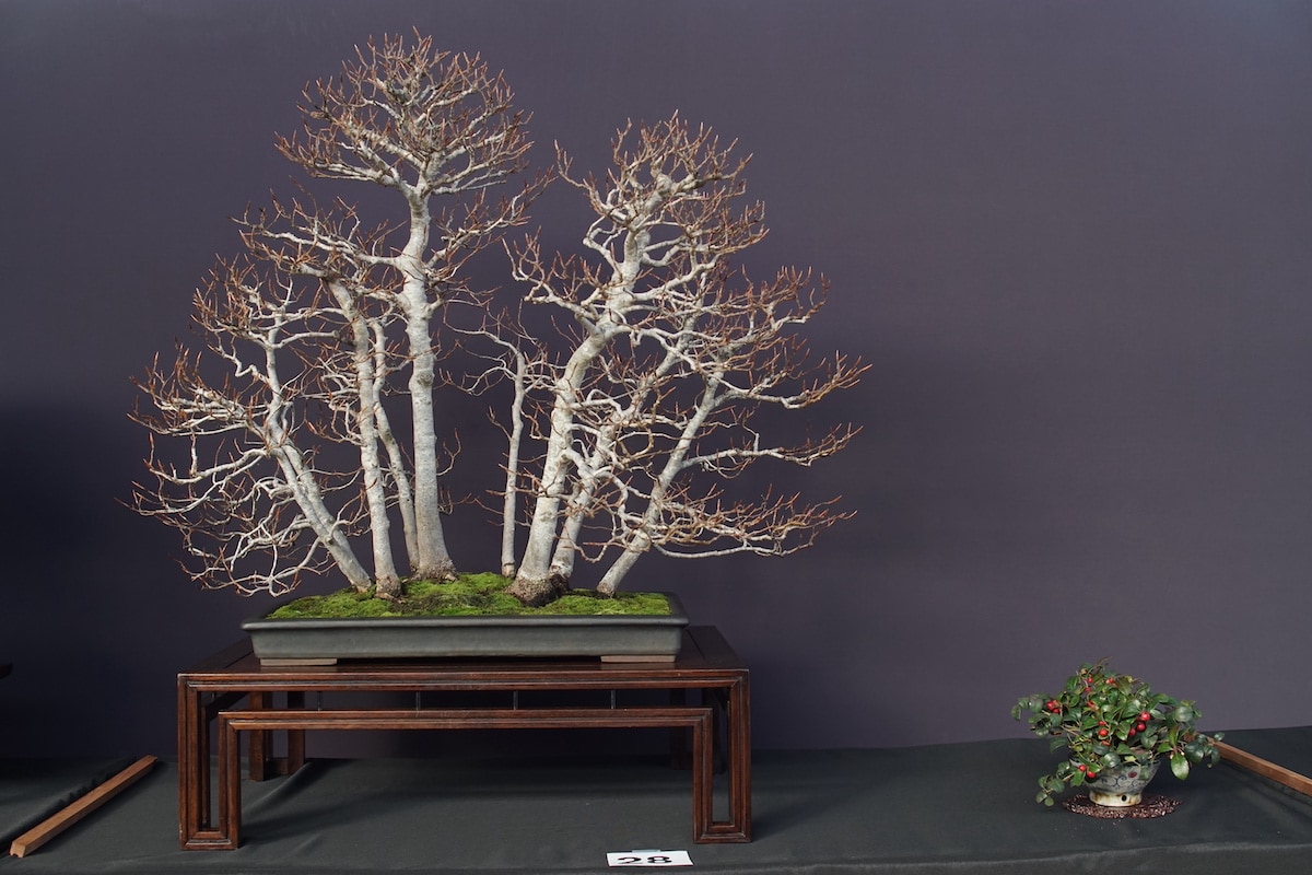 Pacific Bonsai Exhibition 2022