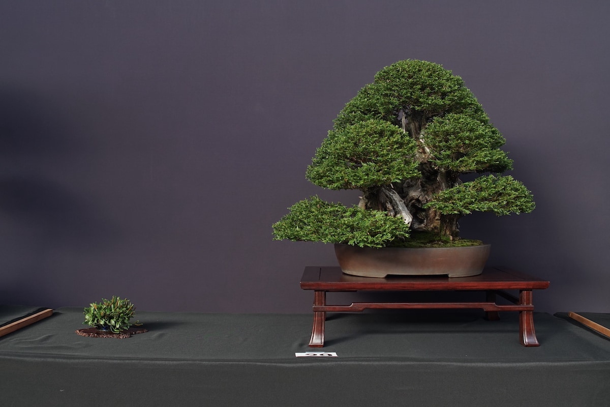 Pacific Bonsai Exhibition 2022