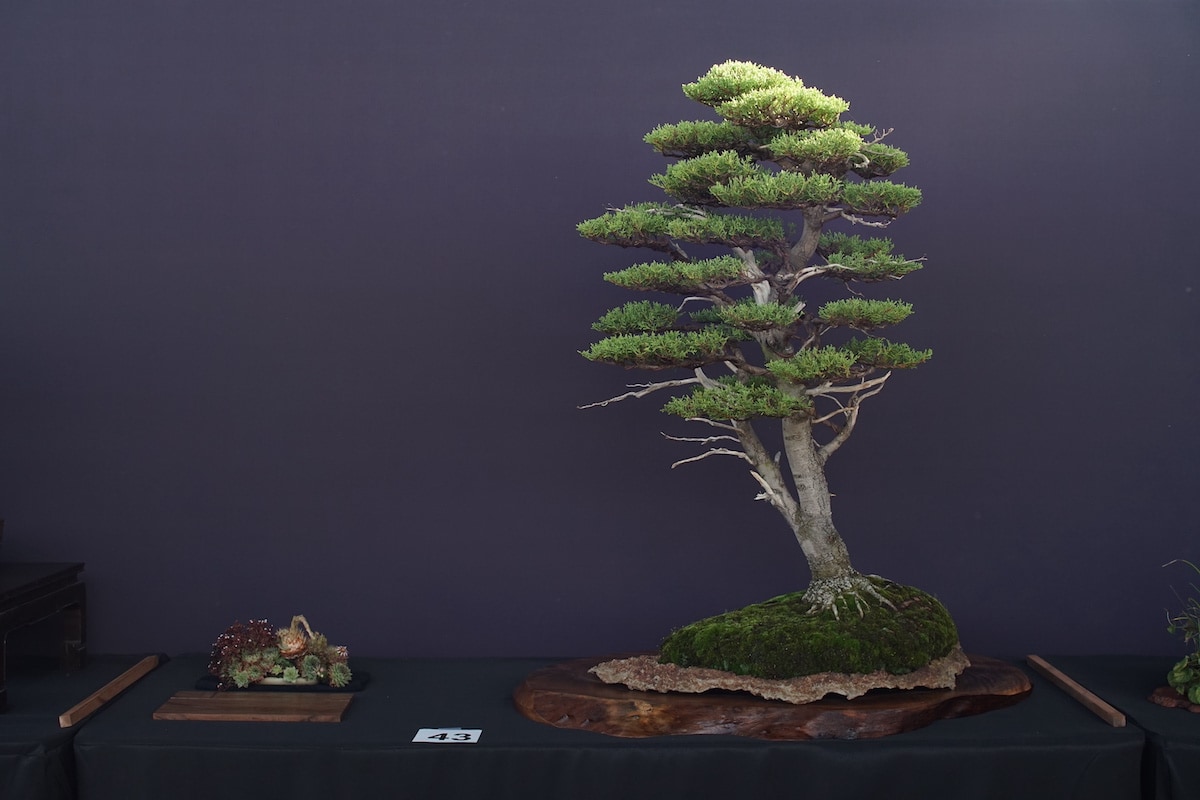 Pacific Bonsai Exhibition 2022