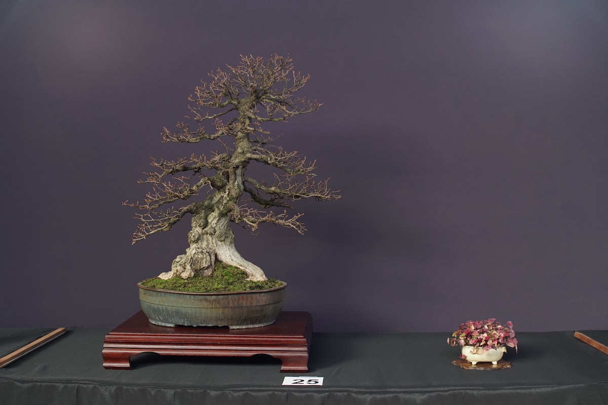 Pacific Bonsai Exhibition 2022