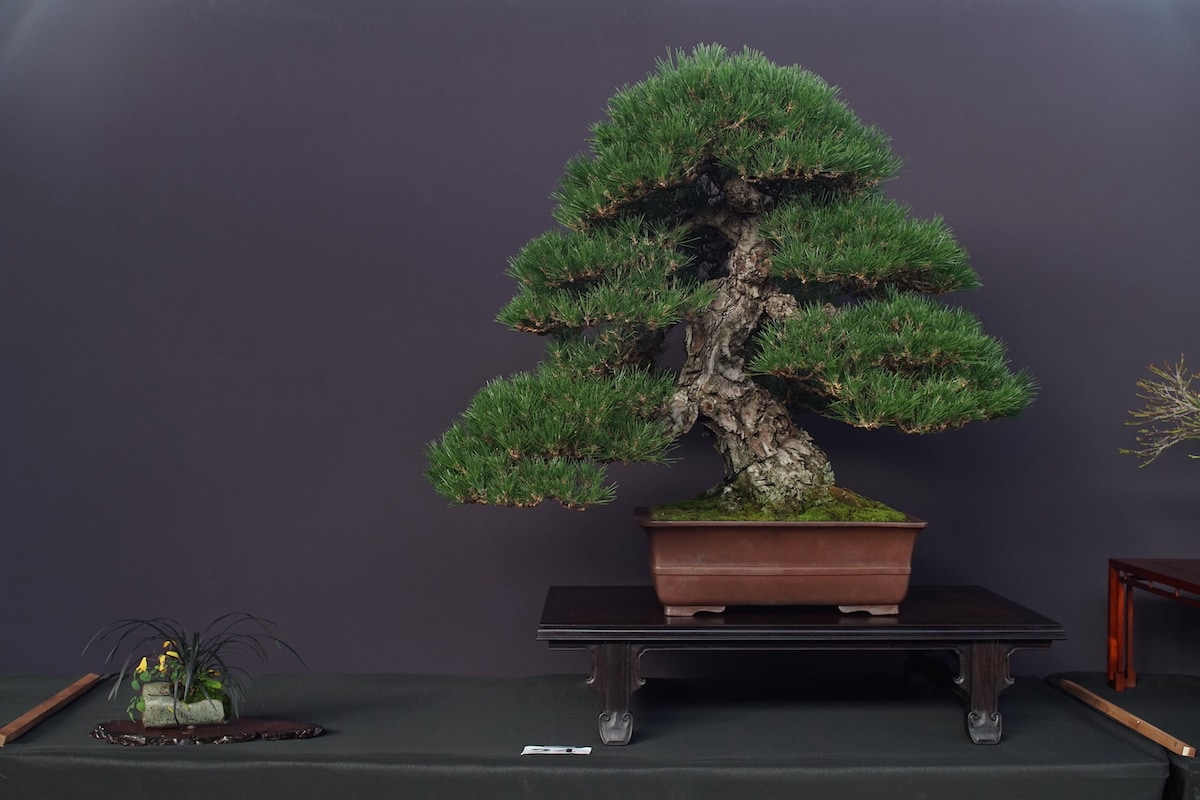 Pacific Bonsai Exhibition 2022