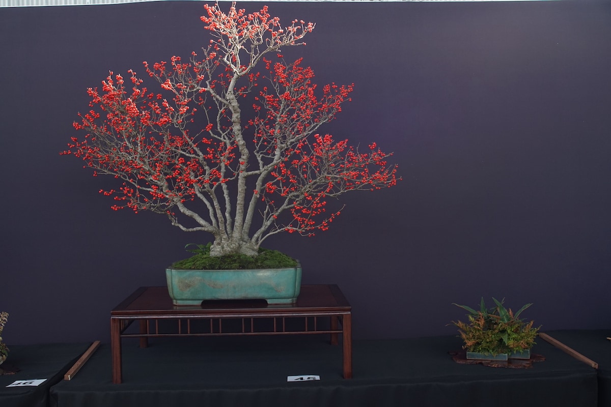 Pacific Bonsai Exhibition 2022