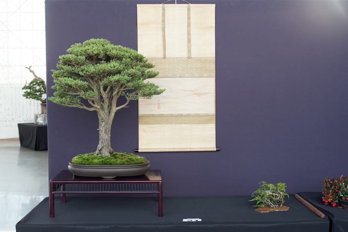 Pacific Bonsai Exhibition 2022