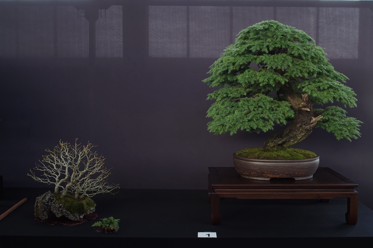 Pacific Bonsai Exhibition 2022