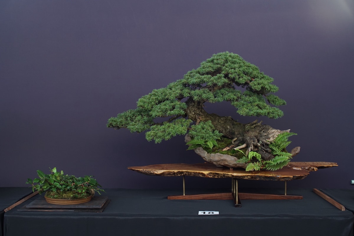 Pacific Bonsai Exhibition 2022