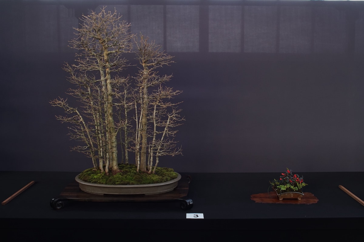 Pacific Bonsai Exhibition 2022