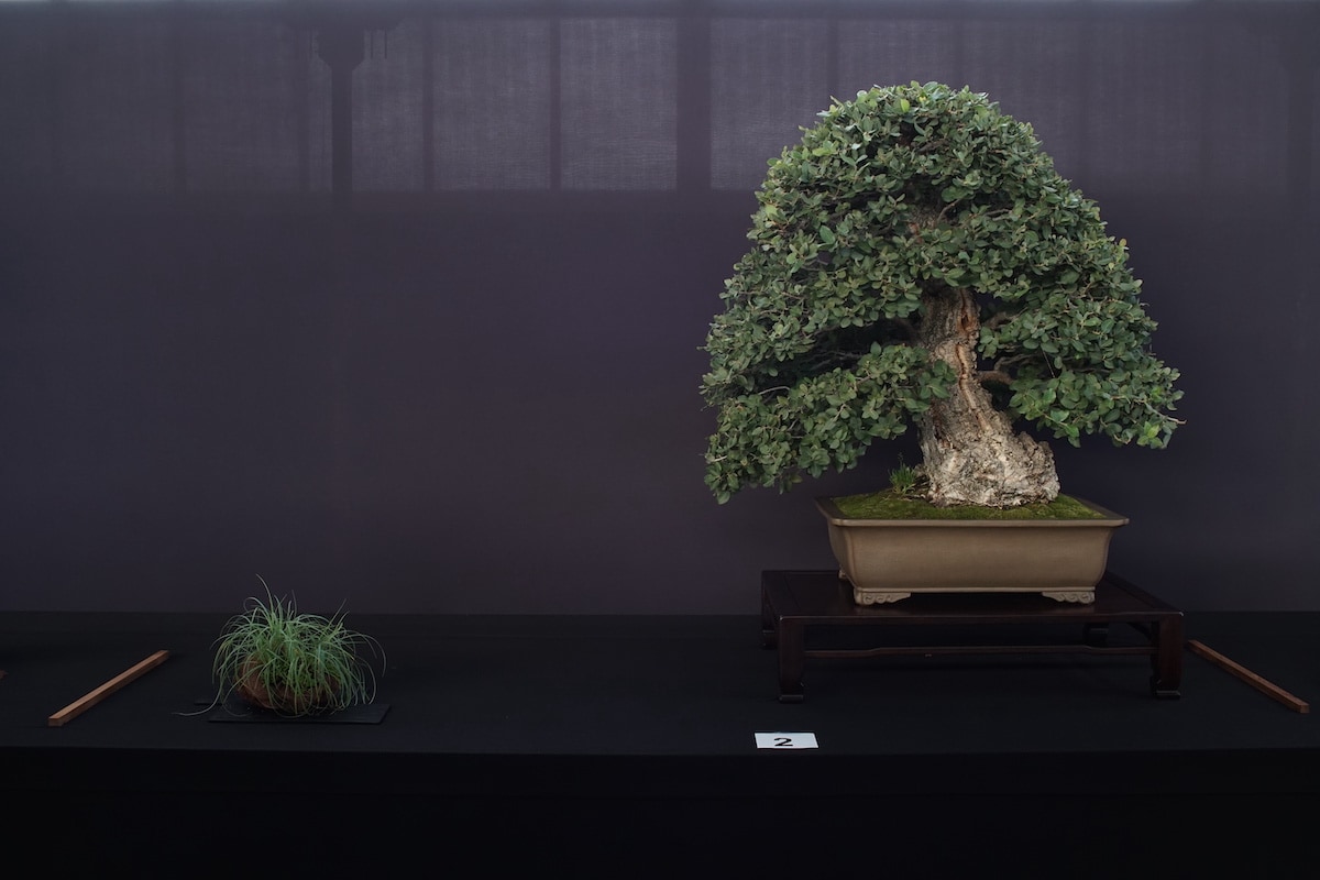 Pacific Bonsai Exhibition 2022