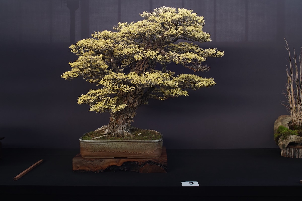 Pacific Bonsai Exhibition 2022