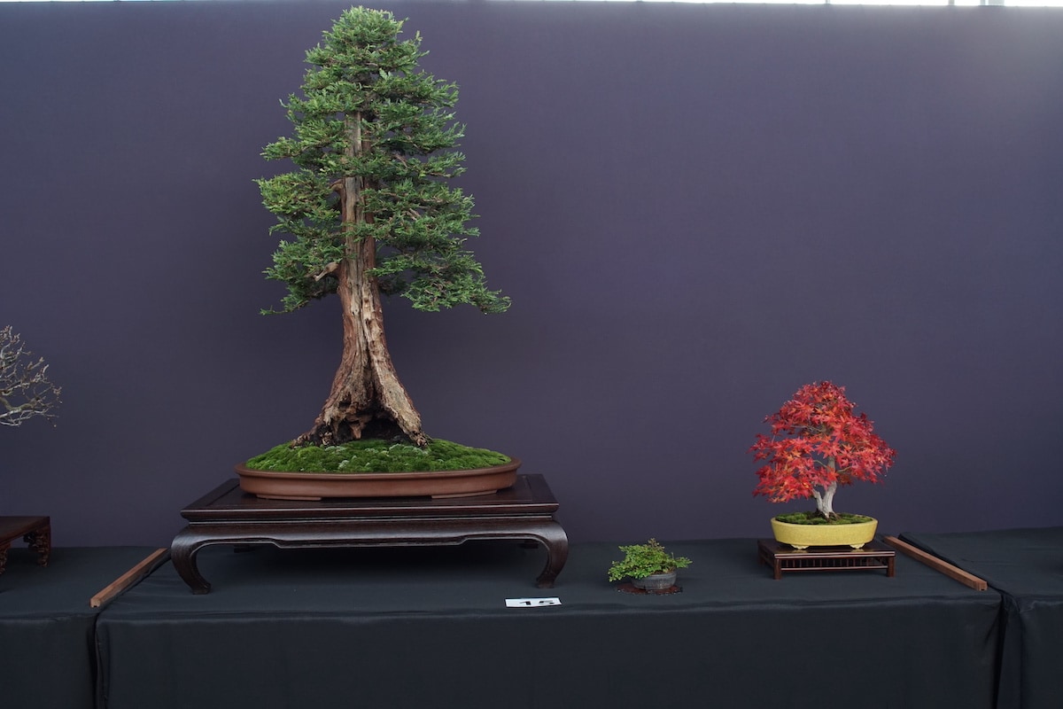 Pacific Bonsai Exhibition 2022