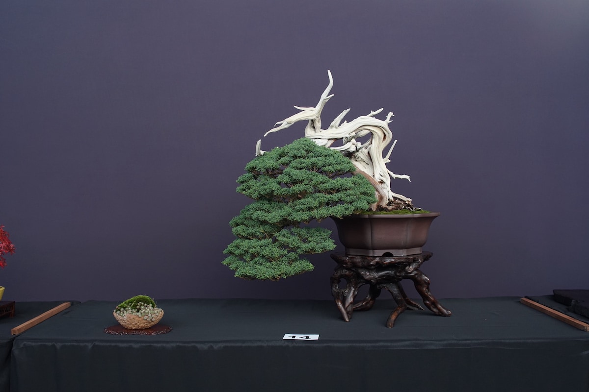 Pacific Bonsai Exhibition 2022