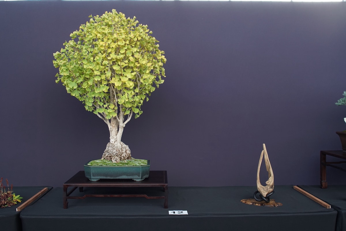 Pacific Bonsai Exhibition 2022