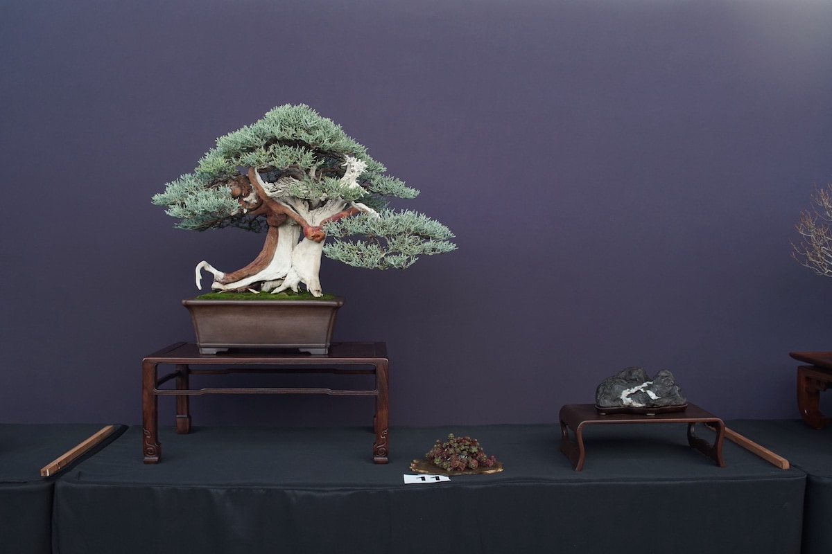 Pacific Bonsai Exhibition 2022