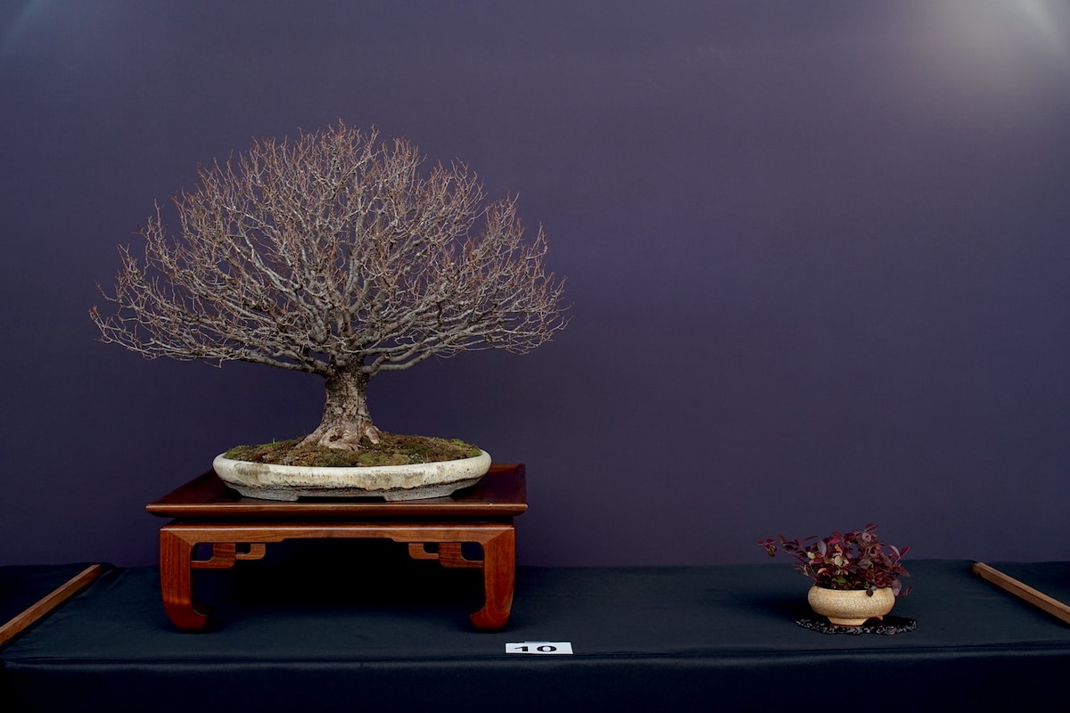 Pacific Bonsai Exhibition 2022