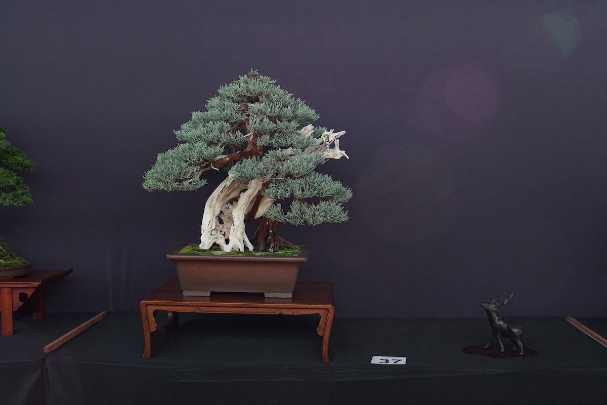 Pacific Bonsai Exhibition 2022