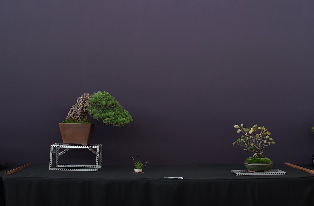 Pacific Bonsai Exhibition 2022