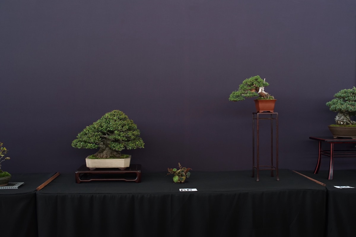 Pacific Bonsai Exhibition 2022