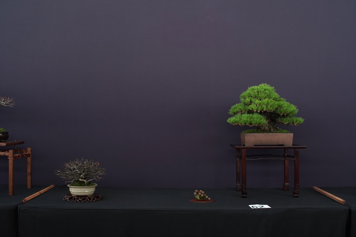 Pacific Bonsai Exhibition 2022