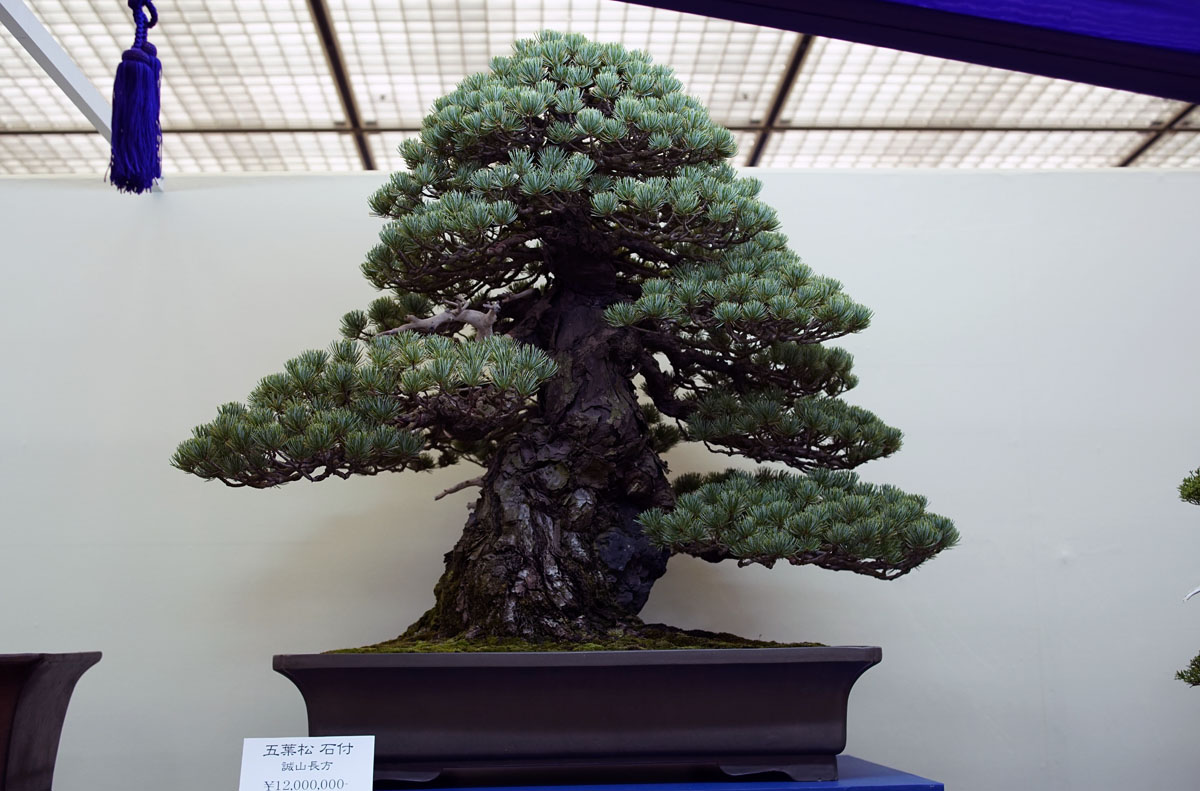 Expensive Bonsai tree