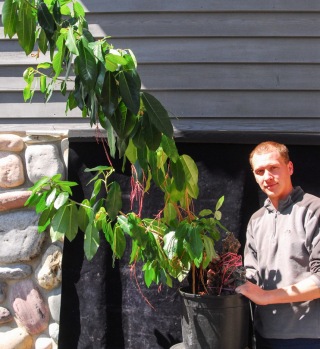 ficus prebonsai