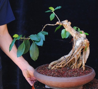 Ficus 2