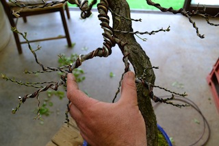 Gap between branches of bonsai