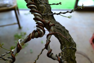 bonsai guy wire