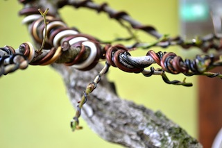 Wiring the quercus bonsai