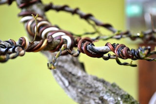 Wiring a oak bonsai