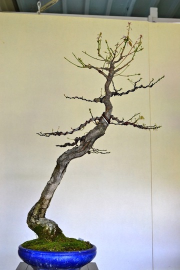 new front of oak bonsai