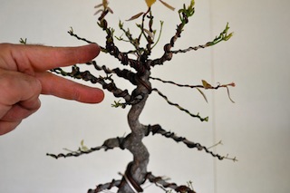 two branches in bonsai design