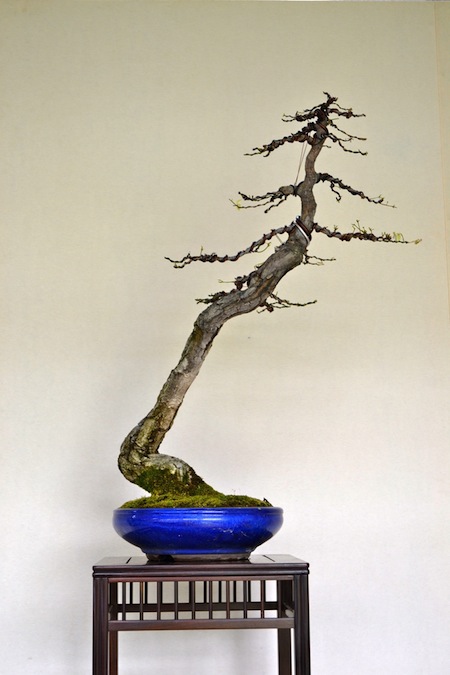 Result: Bonsai oak after styling