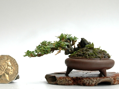 Premna Microphylla Bonsai