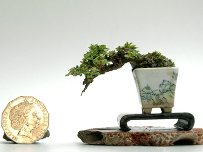 Premna Microphylla shohin Bonsai