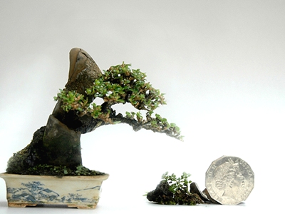 Robert Steven bonsai