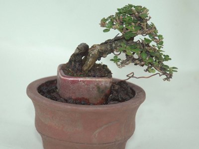 Bonsai placement 2