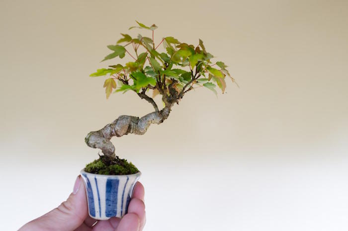 Potentilla Fruticosa bonsai