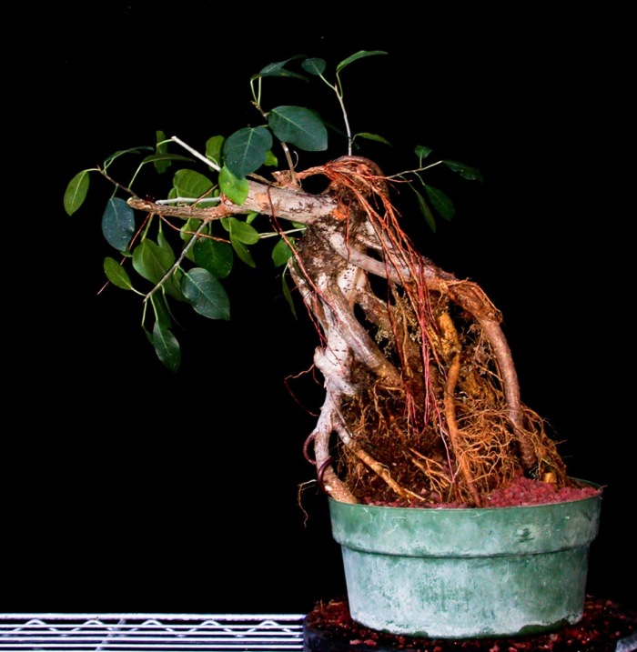 Air roots on ficus