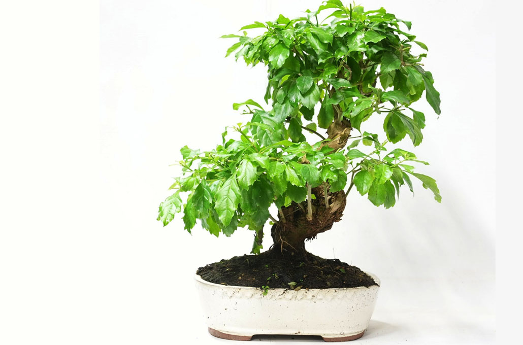 Duranta repens Bonsai