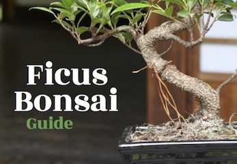 The Ficus Bonsai Guide