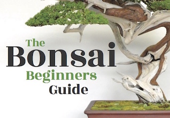 The Bonsai Beginners Guide