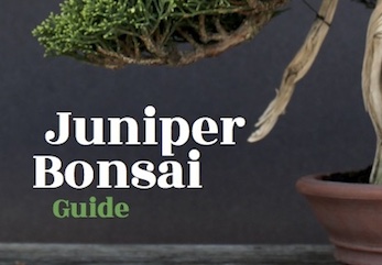 The Juniper Bonsai Guide