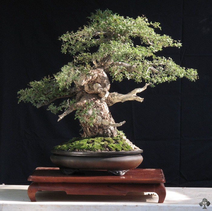 Enrique Castano bonsai