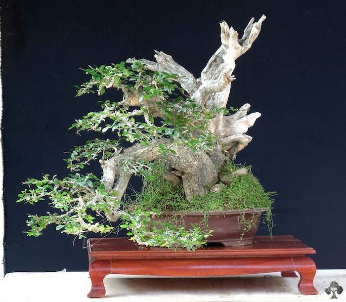 Bonsai tree