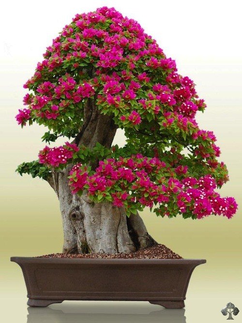 Bougainvillea by Erik Wigert