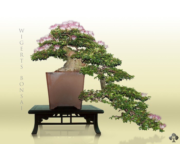 Calliandra bonsai