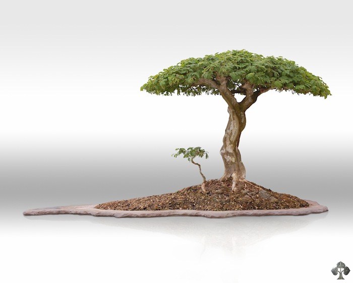 Raintree bonsai